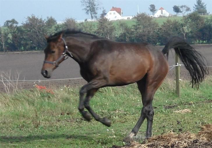 Dansk Varmblod Mirone*solgt* billede 3