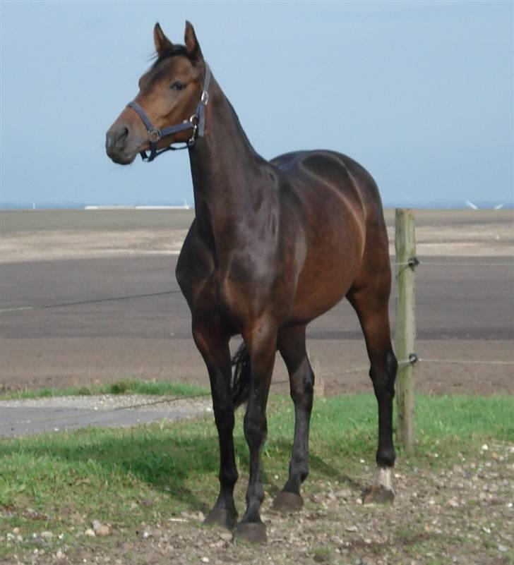 Dansk Varmblod Mirone*solgt* billede 4