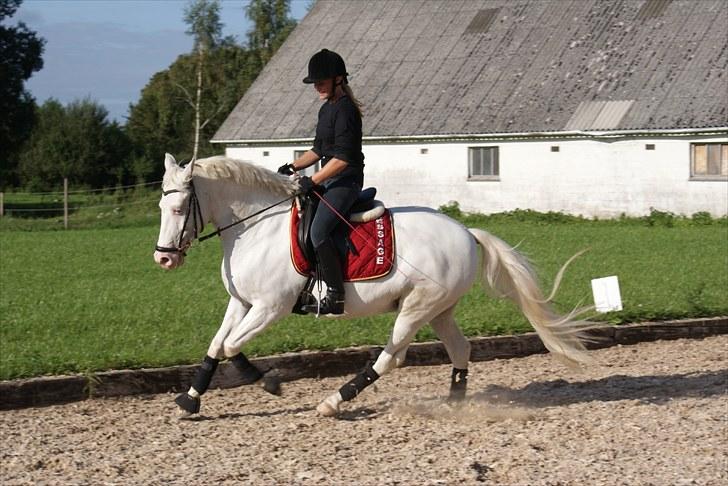 Connemara Mosedals Snowflake - Træning d. 1. september 2010. Taget af Line Andersen billede 4