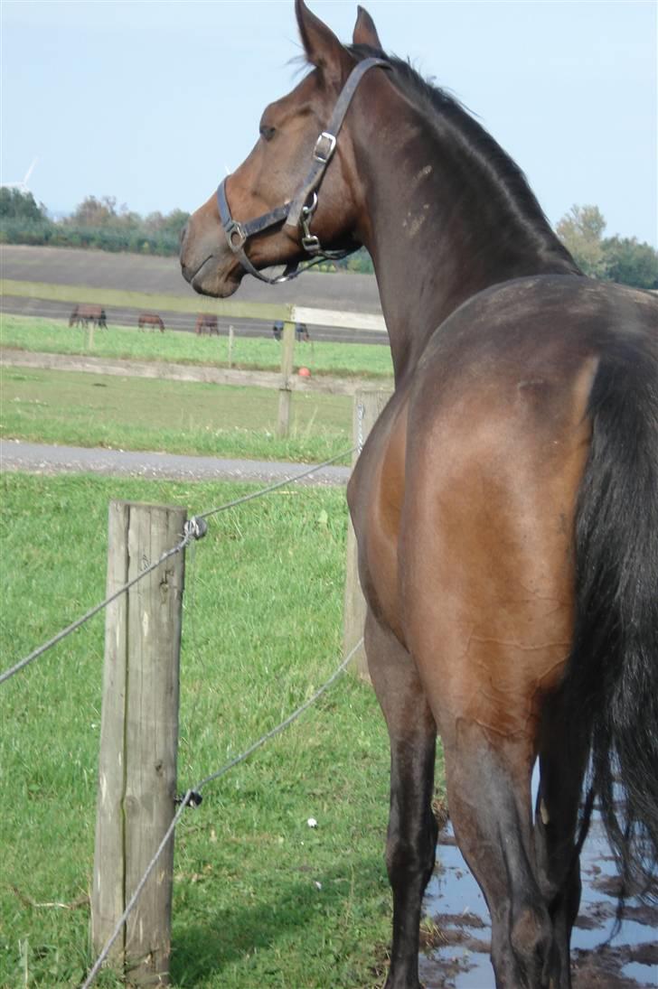 Dansk Varmblod Mirone*solgt* billede 5