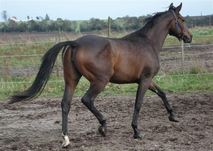 Dansk Varmblod Mirone*solgt* billede 6