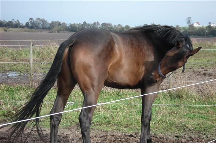 Dansk Varmblod Mirone*solgt* billede 7