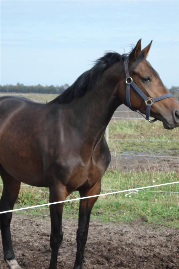 Dansk Varmblod Mirone*solgt* billede 8