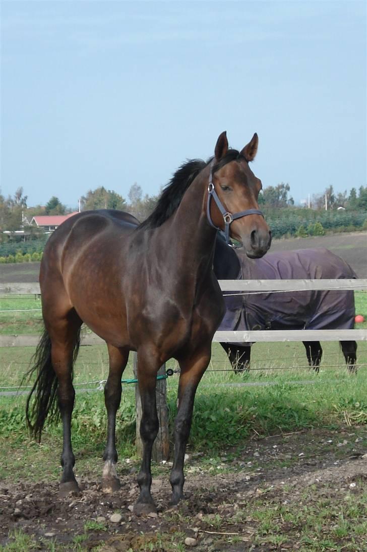 Dansk Varmblod Mirone*solgt* billede 9