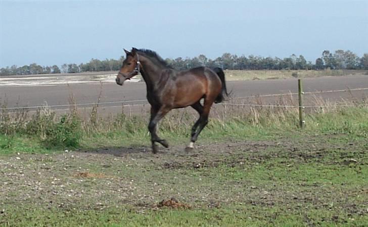 Dansk Varmblod Mirone*solgt* billede 10