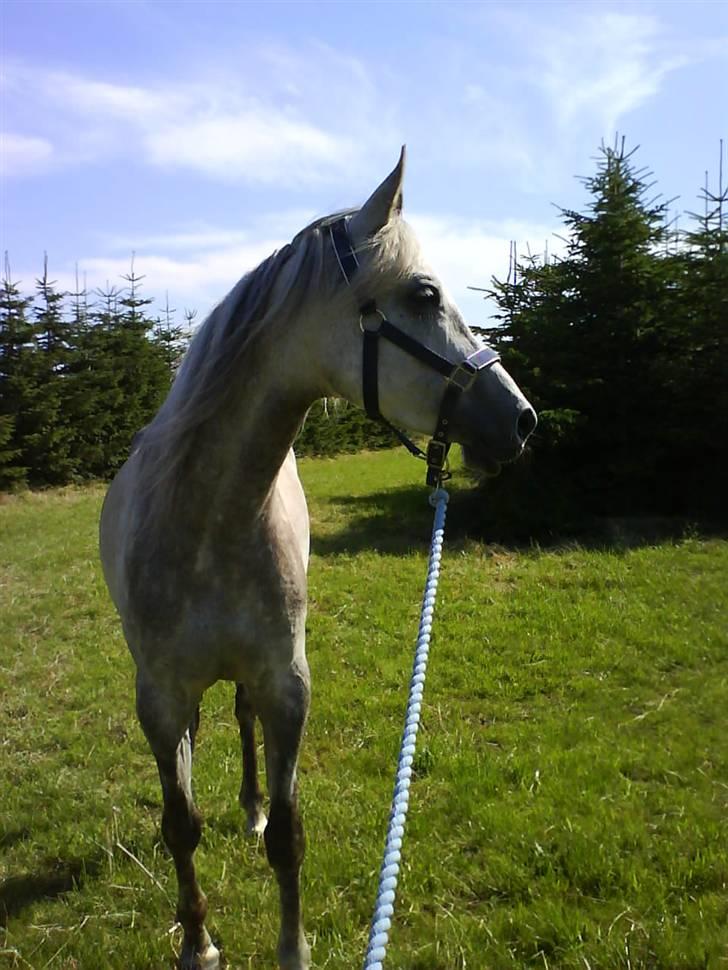 Sportsaraber (A) Qazim R.I.P - på folden, han stoppede altid der og kiggede & så gik han videre. <3 billede 9