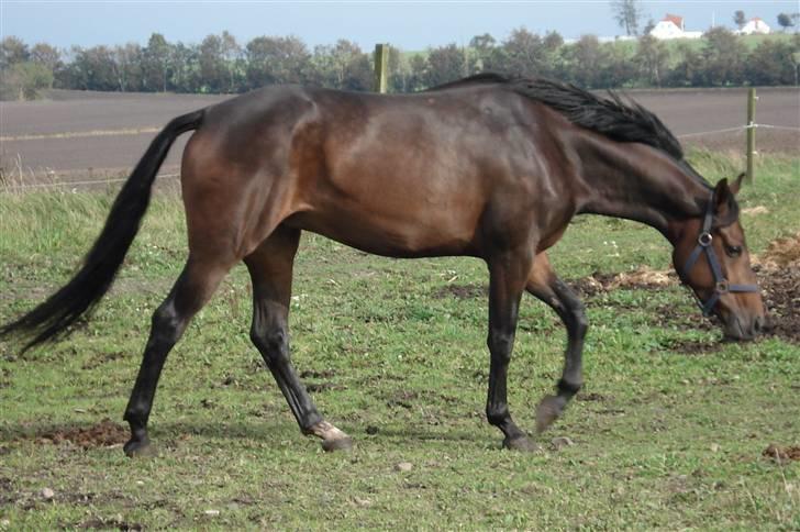 Dansk Varmblod Mirone*solgt* billede 11