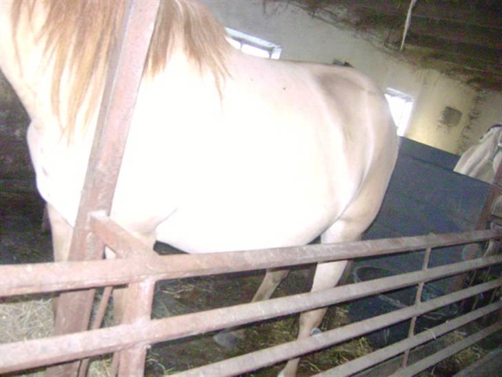 Anden særlig race Sejelstrups Vanessa, MEN LILLE HEST PÅ 156 57 i st - haha mors lille føller som hedder Selelstrups Odessa billede 9