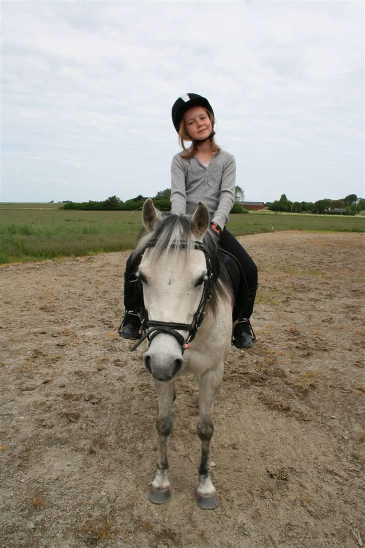 Welsh Pony af Cob-type (sec C) Smut, R.I.P. - smut og jeg i sommers billede 11