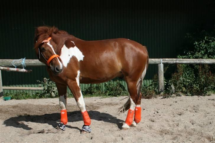 Pinto Polle - han nye lækre orange udstyr. Du er fuldstændig ubeskrivelig polle <3 ;) billede 6
