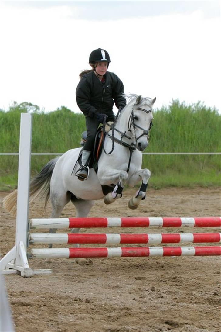 Welsh Pony af Cob-type (sec C) Smut, R.I.P. - så springer vi billede 17