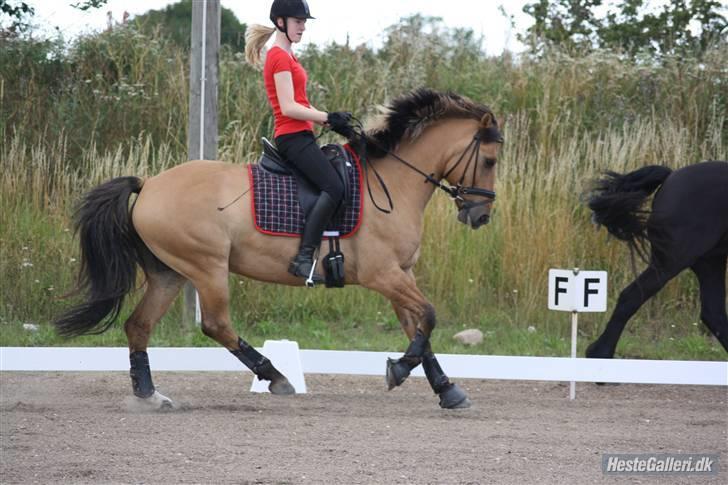 Anden særlig race Grønagergårds Ricki - 7) Foto Pernille billede 7