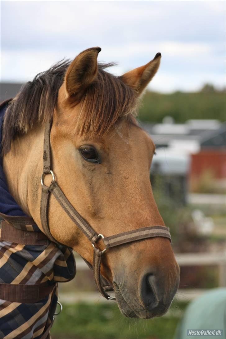 Anden særlig race Grønagergårds Ricki - 8) billede 8