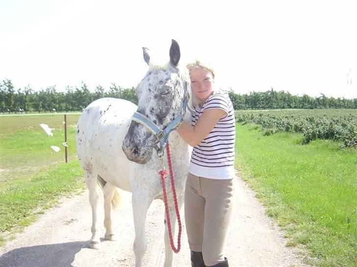 Knabstrupper Gaja  - Uhh er hun ikke en sød pony. billede 5