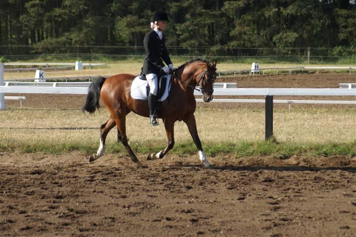 Anden særlig race Magic Don Karnage - Uhha, min smukke Karnage. Foto: Freddy Juhl billede 9