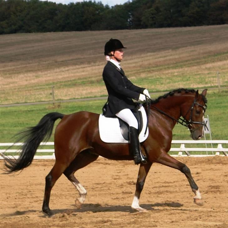 Anden særlig race Magic Don Karnage - Stævne. Foto: Freddy Juhl billede 13