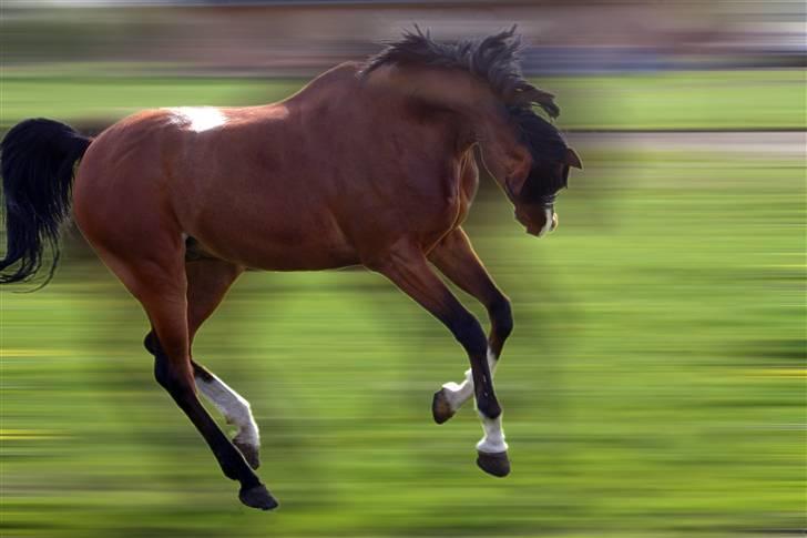 Anden særlig race Magic Don Karnage - Karnage en sommer dag på folden. Foto: Freddy Juhl billede 15