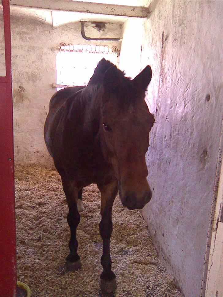 New Forest Red knigth - titter lig om jeg kan løbe ud af stalden billede 9