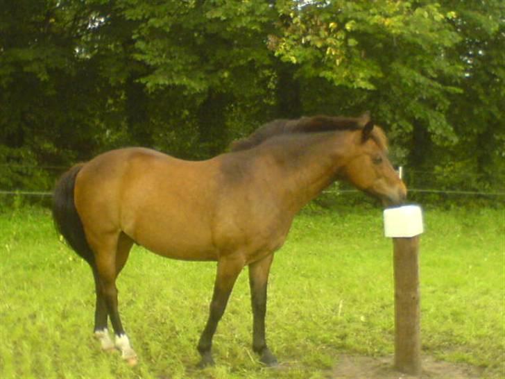 New Forest Red knigth - han er bare super smuk på det her billede billede 10