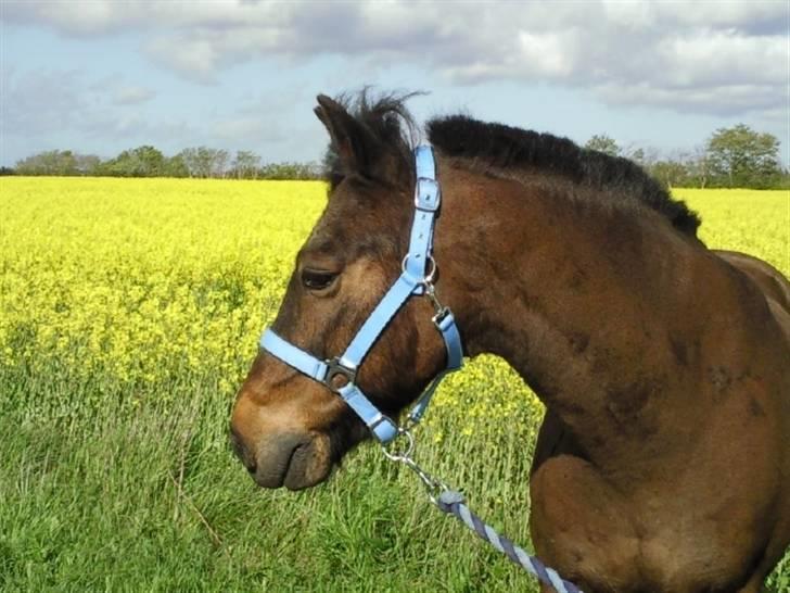 New Forest Red knigth - knight til stævne i måstrup billede 13