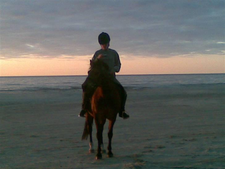 New Forest Red knigth - mig og knight på stranden billede 14