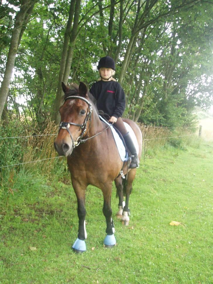 New Forest Red knigth - Charlotte og Helle i ly for regnen (0: billede 15