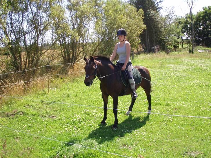 New Forest Red knigth - er han ikke flot billede 16