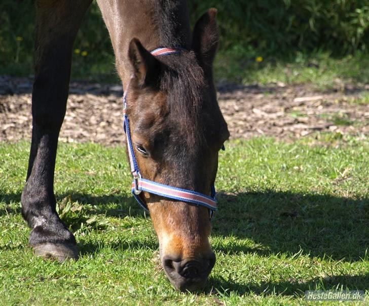 New Forest Red knigth - min dejlige gamle dreng på 22 år ... billede 17