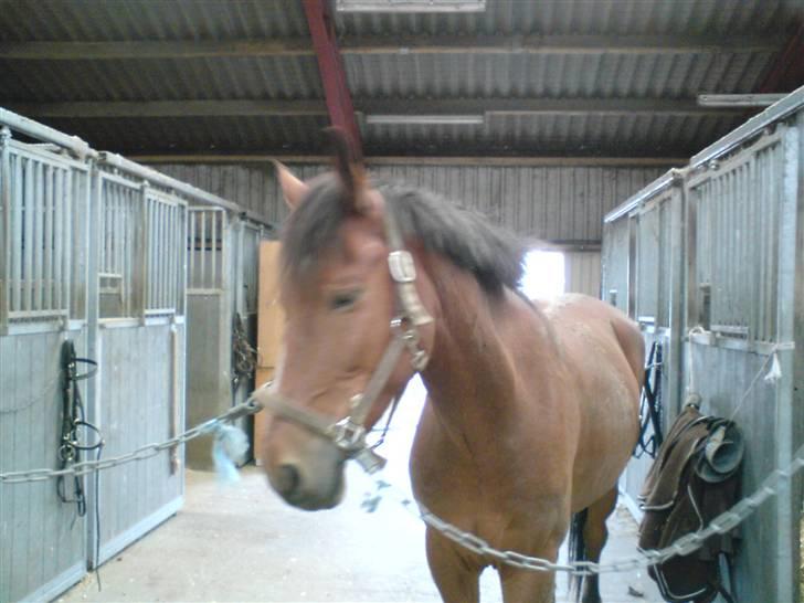 Anden særlig race Havana - :P LOVE YA. <3<3 billede 10