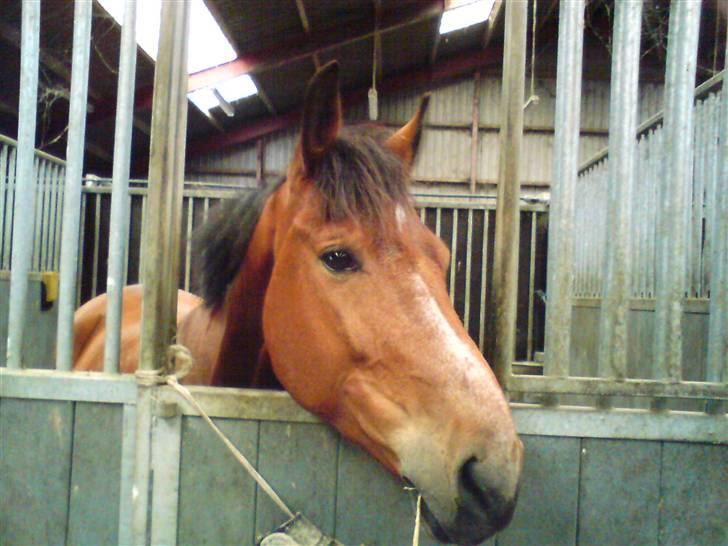 Anden særlig race Havana - Min eqen Bølle frø. c¨,) =o) billede 11