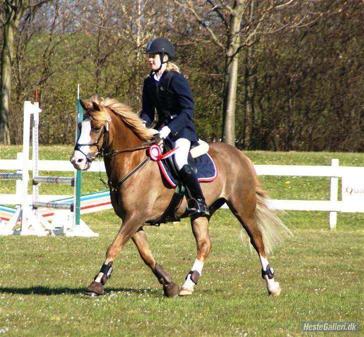 Irish Cob sjors, SOLGT;*( - jeg elsker bare dig SÅ meget (mange tak for lån Christine med maccoy) billede 6