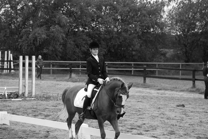 Irish Cob sjors, SOLGT;*( - til vestegnesmesterskaberne :) billede 7