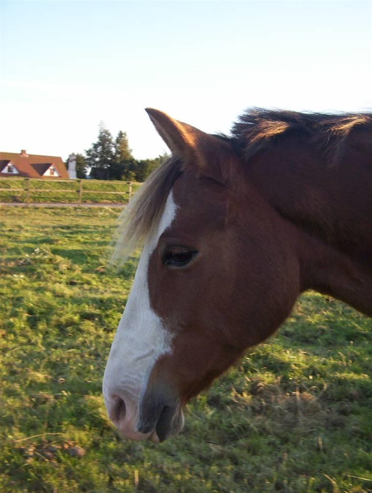 New Forest Sussie - Sussie på folden i Tørring Rideklub :) billede 1