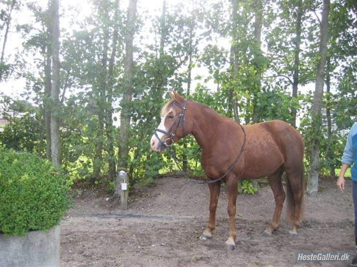 New Forest Sussie - smukke Sussie <´33 billede 2
