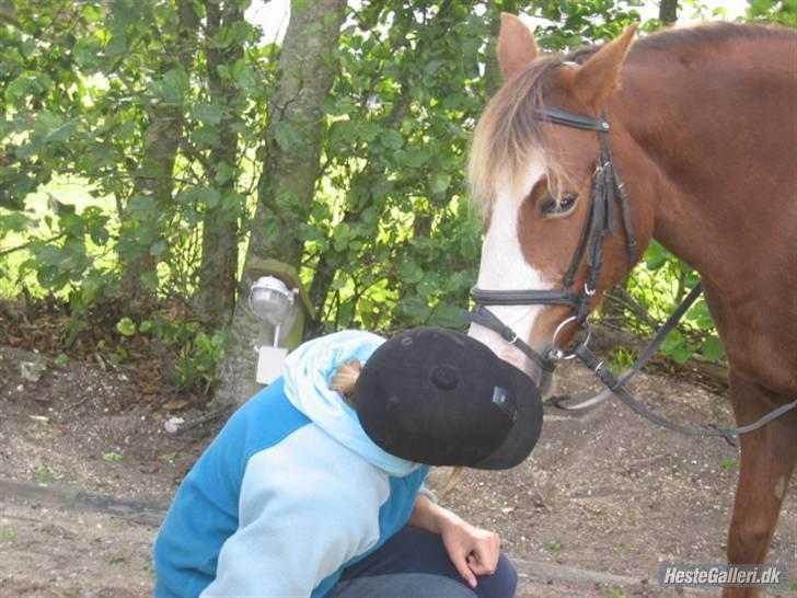 New Forest Sussie - Jeg giver lige Sussie et bette mys <3 billede 3