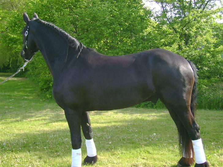 Frieser Sulveren - SOLGT billede 8