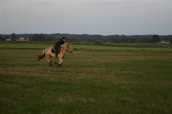 Fjordhest Eddie - 18#  You could run from a horse much higher than yourself . <3 billede 18