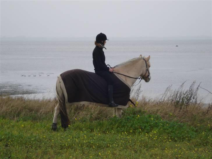 Fjordhest Eddie - 19# Jeg kigger ud over havet, og selvom det er grå vejr har jeg kun én ting i tankerne, min engel, min eneste ene <3 billede 19
