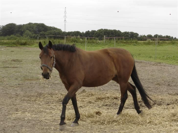 Anden særlig race Ofelia RIP billede 8