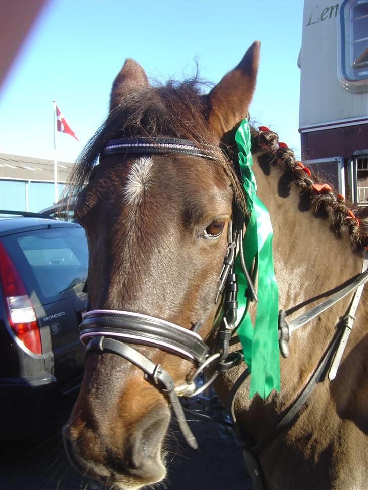 Anden særlig race Miss sixty (R.I.P) - her ryster jeg mule hahah XD billede 4