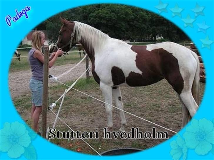 Pinto Padega billede 13