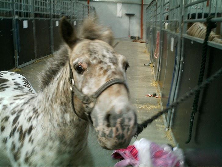 Knabstrupper Prinsesse Marie*solgt:'( - Velkommen(:  Putte jeg fucking savner dig! billede 1