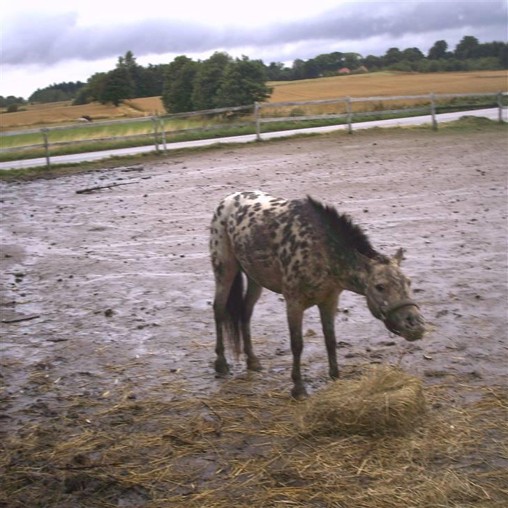 Knabstrupper Prinsesse Marie*solgt:'( - Guffer hø i sig<3 billede 2