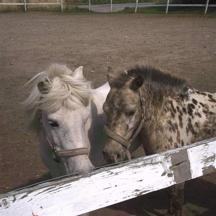 Knabstrupper Prinsesse Marie*solgt:'( - Bedste venínder <3 billede 3