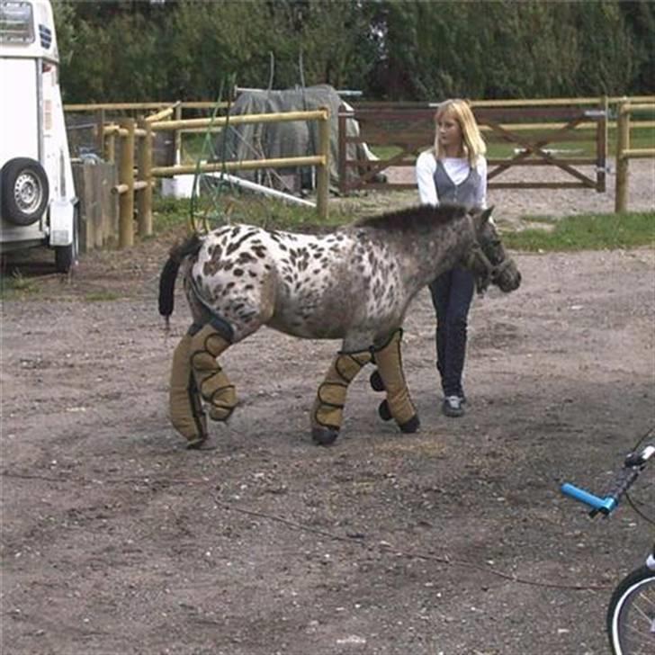 Knabstrupper Prinsesse Marie*solgt:'( - Marie med transport gamacher på ;b <3 billede 4
