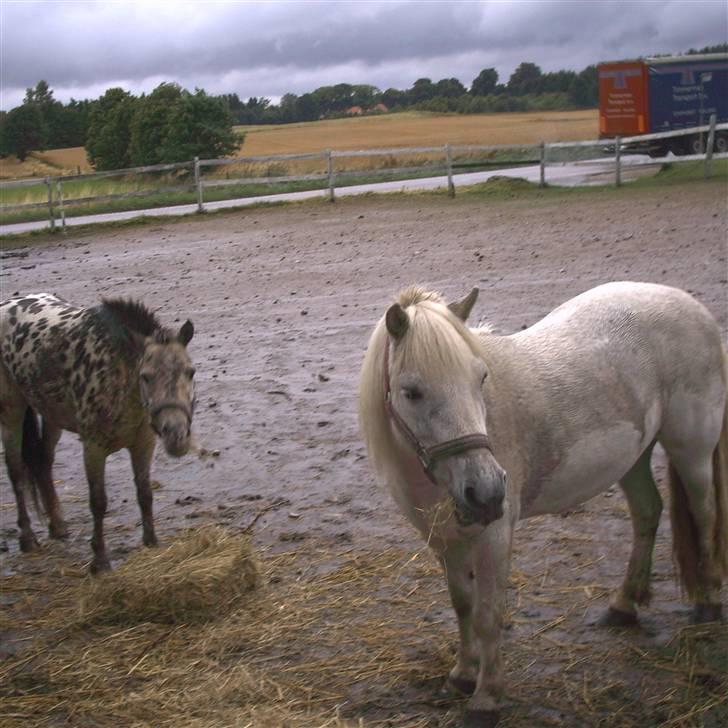 Knabstrupper Prinsesse Marie*solgt:'( - Marie & Lene <3 billede 5