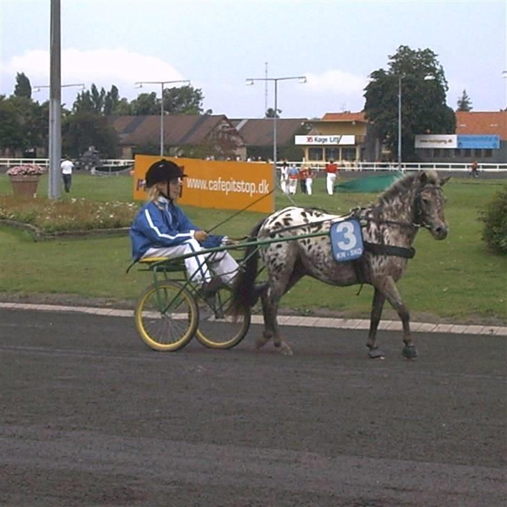 Knabstrupper Prinsesse Marie*solgt:'( - så varmer vi lige op;) billede 6