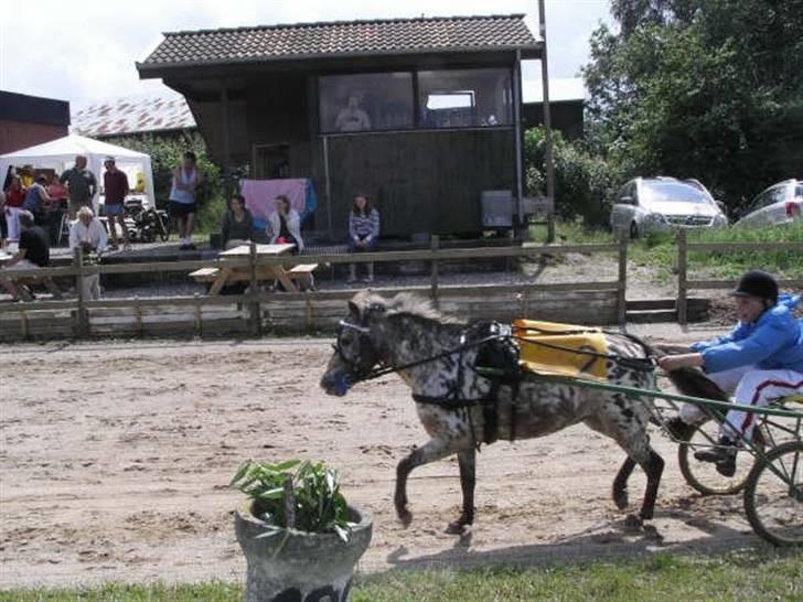 Knabstrupper Prinsesse Marie*solgt:'( - Mig & Prinsesse Marie <3 billede 7