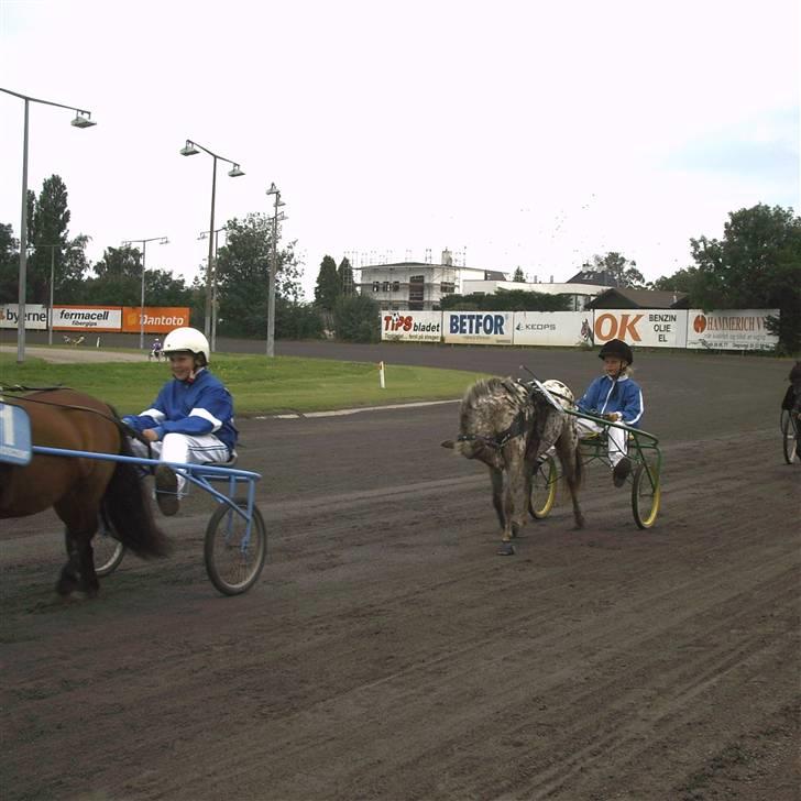 Knabstrupper Prinsesse Marie*solgt:'( - på vej til præmie overrækkelse  billede 8