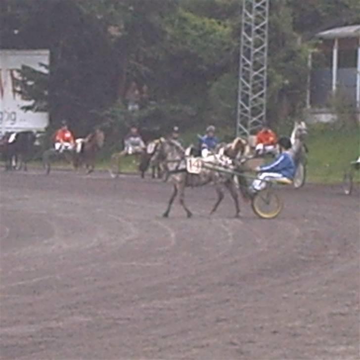 Knabstrupper Prinsesse Marie*solgt:'( - ,,til præsentation" hehe så skal vi snart bag start vognen den er lidt mærkelig sys marie billede 9